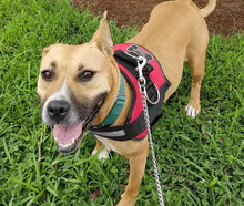 Load image into Gallery viewer, Side Ring No Pull Dog Harness - No Choke, Escape Proof, Reflective, 3 Leash Clips, Comfortable Fit Pet Vest - Easy Walks &amp; Training - for Medium &amp; Large Dogs(Pink) One Products
